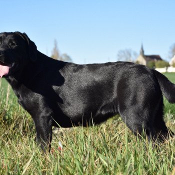 chien Retriever du Labrador noire Parisienne élevage du Fond de la Noye