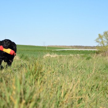 chien Retriever du Labrador noire Parisienne élevage du Fond de la Noye