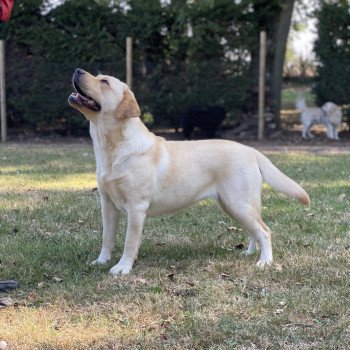 chien Retriever du Labrador sable Pavlova élevage du Fond de la Noye