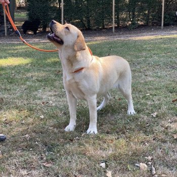 chien Retriever du Labrador sable Pavlova élevage du Fond de la Noye