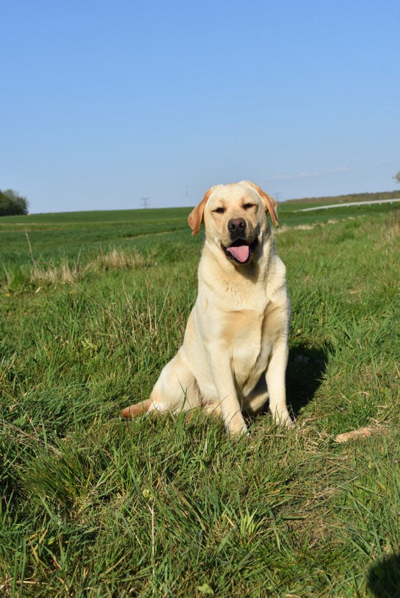 Pavlova du Fond de la Noye Femelle Retriever du Labrador