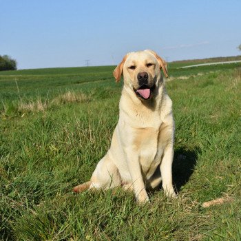 chien Retriever du Labrador sable Pavlova élevage du Fond de la Noye