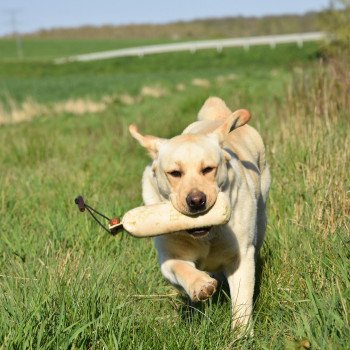 chien Retriever du Labrador sable Pavlova élevage du Fond de la Noye