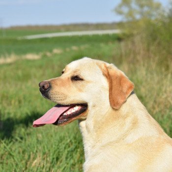 chien Retriever du Labrador sable Pavlova élevage du Fond de la Noye