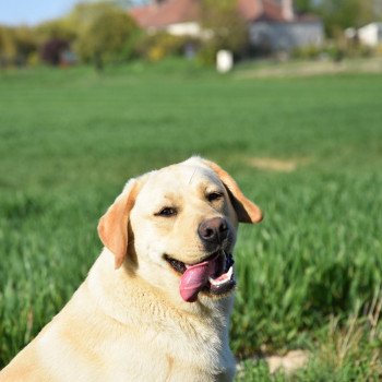 chien Retriever du Labrador sable Pavlova élevage du Fond de la Noye