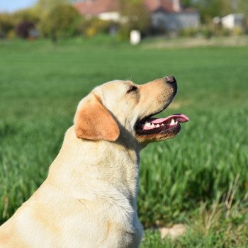 chien Retriever du Labrador sable Pavlova élevage du Fond de la Noye