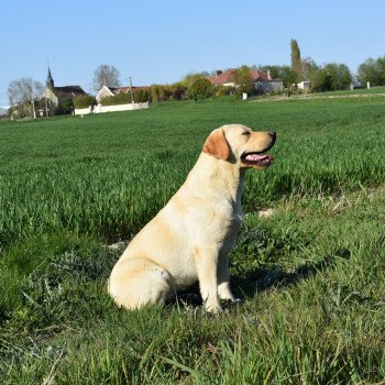 chien Retriever du Labrador sable Pavlova élevage du Fond de la Noye