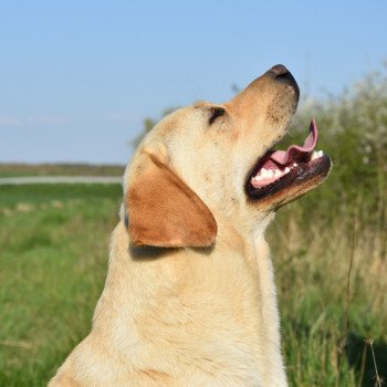 chien Retriever du Labrador sable Pavlova élevage du Fond de la Noye