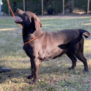 chien Retriever du Labrador chocolat Petite Lily Rose élevage du Fond de la Noye chien Retriever du Labrador chocolat Petite Lily Rose élevage du Fond de la Noye