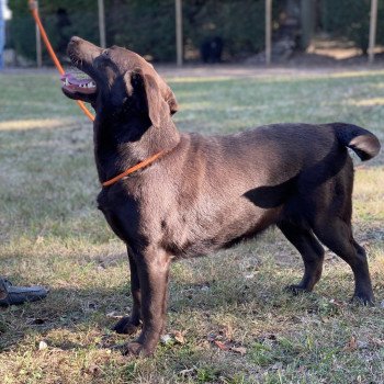 chien Retriever du Labrador chocolat Petite Lily Rose élevage du Fond de la Noye