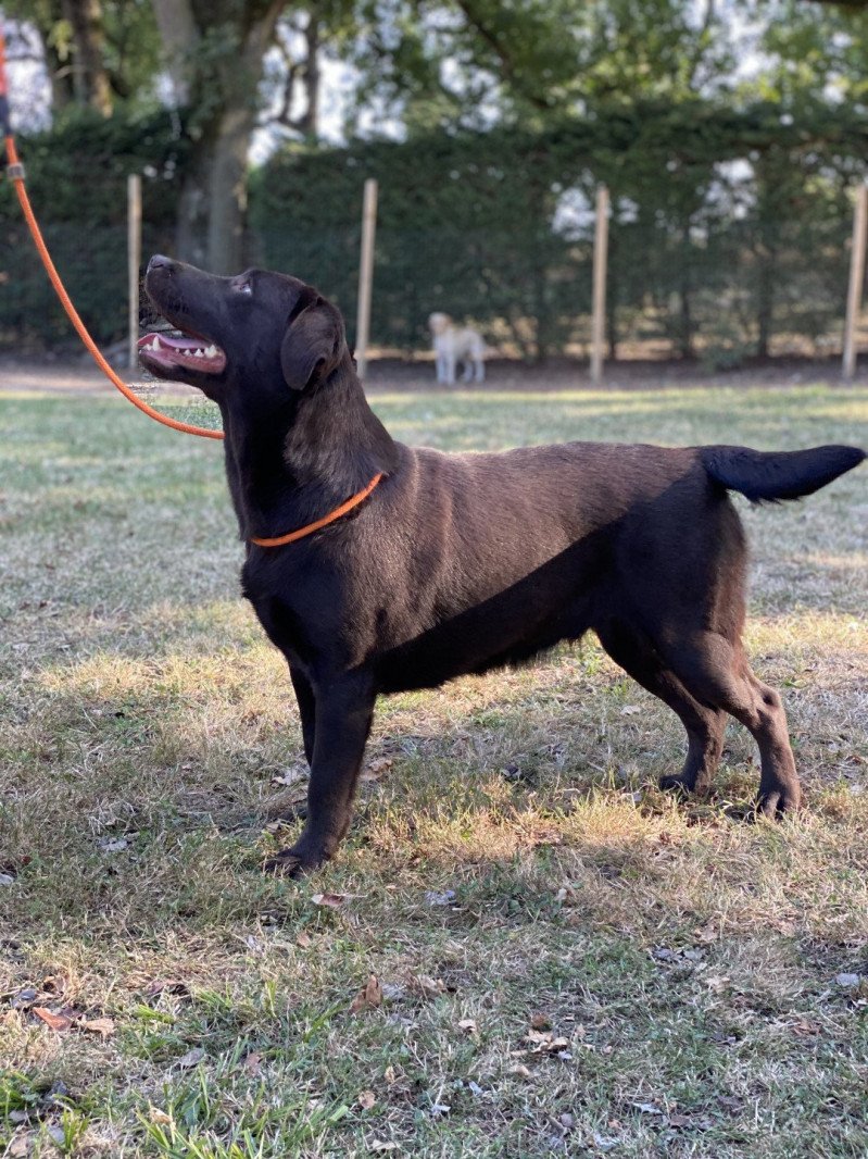 Petite Lily Rose des Yeux Doux Femelle Retriever du Labrador