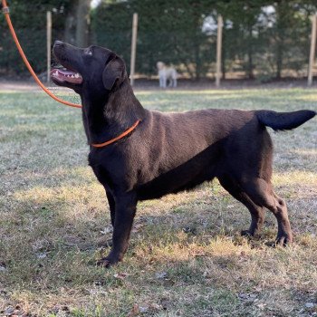 chien Retriever du Labrador chocolat Petite Lily Rose élevage du Fond de la Noye