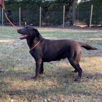 chien Retriever du Labrador chocolat Petite Lily Rose élevage du Fond de la Noye