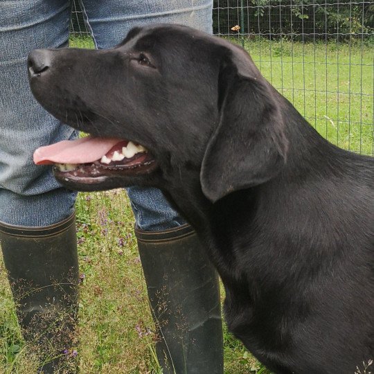 Power des Yeux Doux Mâle Retriever du Labrador