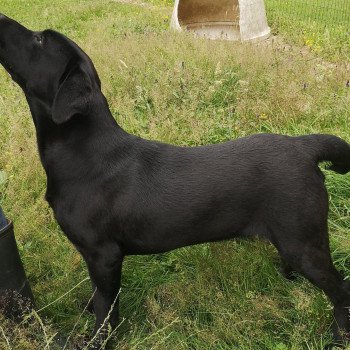 chien Retriever du Labrador noir Power élevage du Fond de la Noye chien Retriever du Labrador noir Power élevage du Fond de la Noye