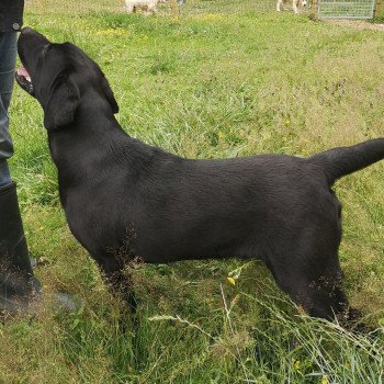 chien Retriever du Labrador noir Power élevage du Fond de la Noye