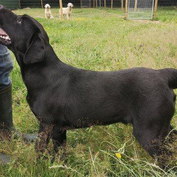 chien Retriever du Labrador noir Power élevage du Fond de la Noye