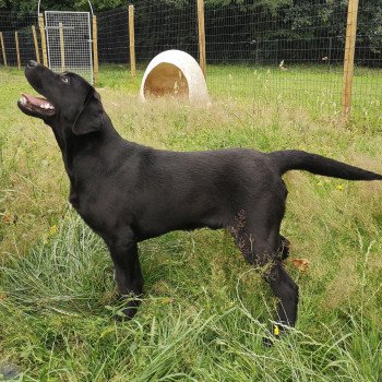 chien Retriever du Labrador noir Power élevage du Fond de la Noye