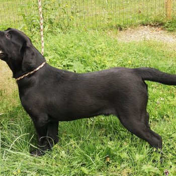 chien Retriever du Labrador noir Power élevage du Fond de la Noye chien Retriever du Labrador noir Power élevage du Fond de la Noye
