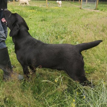 chien Retriever du Labrador noir Power élevage du Fond de la Noye