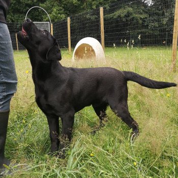 chien Retriever du Labrador noir Power élevage du Fond de la Noye chien Retriever du Labrador noir Power élevage du Fond de la Noye