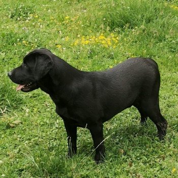 chien Retriever du Labrador noir Power élevage du Fond de la Noye chien Retriever du Labrador noir Power élevage du Fond de la Noye