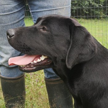 chien Retriever du Labrador noir Power élevage du Fond de la Noye chien Retriever du Labrador noir Power élevage du Fond de la Noye