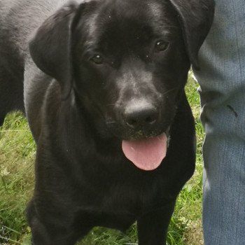 chien Retriever du Labrador noir Power élevage du Fond de la Noye