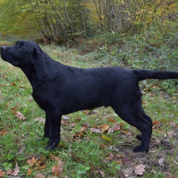 chien Retriever du Labrador noir Pumpkin Pie élevage du Fond de la Noye