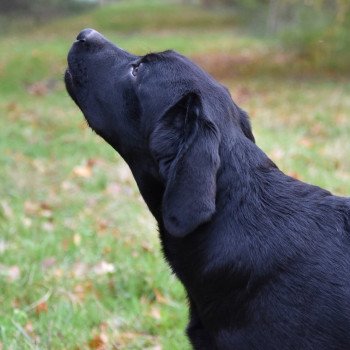 chien Retriever du Labrador noir Pumpkin Pie élevage du Fond de la Noye
