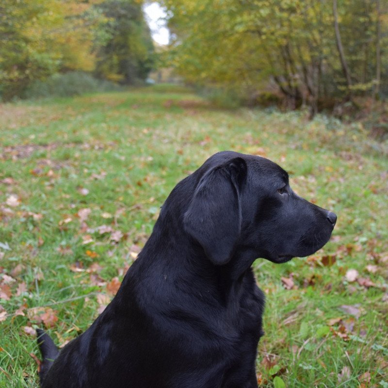 Pumpkin Pie Black and Chocolate Mâle Retriever du Labrador