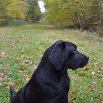 Pumpkin Pie Black and Chocolate Mâle Retriever du Labrador