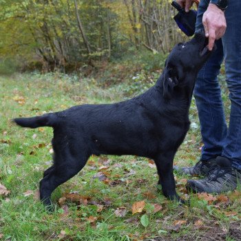 chien Retriever du Labrador noir Pumpkin Pie élevage du Fond de la Noye