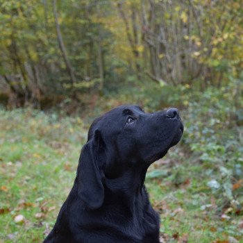 chien Retriever du Labrador noir Pumpkin Pie élevage du Fond de la Noye