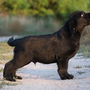 chien Retriever du Labrador noir Pumpkin Pie élevage du Fond de la Noye