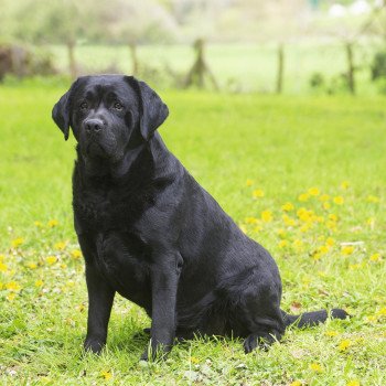 chien Retriever du Labrador noir Pumpkin Pie élevage du Fond de la Noye