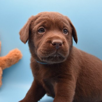 chiot Retriever du Labrador chocolat Collier vert élevage du Fond de la Noye