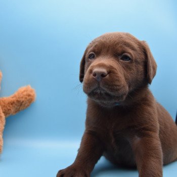 chiot Retriever du Labrador chocolat Collier vert élevage du Fond de la Noye