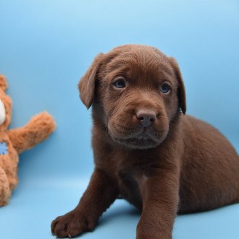 chiot Retriever du Labrador chocolat Collier vert élevage du Fond de la Noye