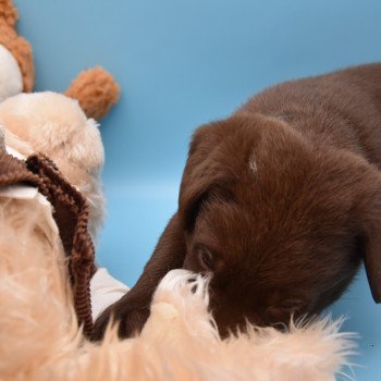 chiot Retriever du Labrador chocolat Collier vert élevage du Fond de la Noye