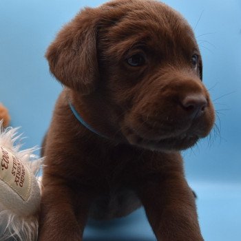 chiot Retriever du Labrador chocolat Collier vert élevage du Fond de la Noye