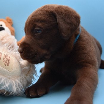 chiot Retriever du Labrador chocolat Collier vert élevage du Fond de la Noye