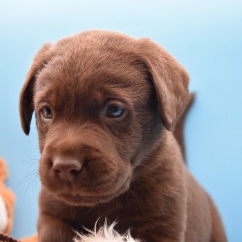 chiot Retriever du Labrador chocolat Collier vert élevage du Fond de la Noye