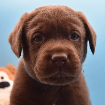 chiot Retriever du Labrador chocolat Collier vert élevage du Fond de la Noye