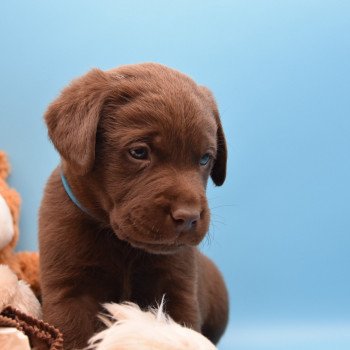 chiot Retriever du Labrador chocolat Collier vert élevage du Fond de la Noye