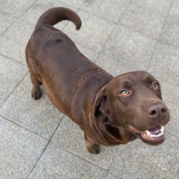 chien Retriever du Labrador chocolat Rutabaga élevage du Fond de la Noye chien Retriever du Labrador chocolat Rutabaga élevage du Fond de la Noye