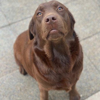 chien Retriever du Labrador chocolat Rutabaga élevage du Fond de la Noye chien Retriever du Labrador chocolat Rutabaga élevage du Fond de la Noye
