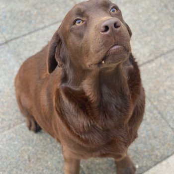 chien Retriever du Labrador chocolat Rutabaga élevage du Fond de la Noye chien Retriever du Labrador chocolat Rutabaga élevage du Fond de la Noye
