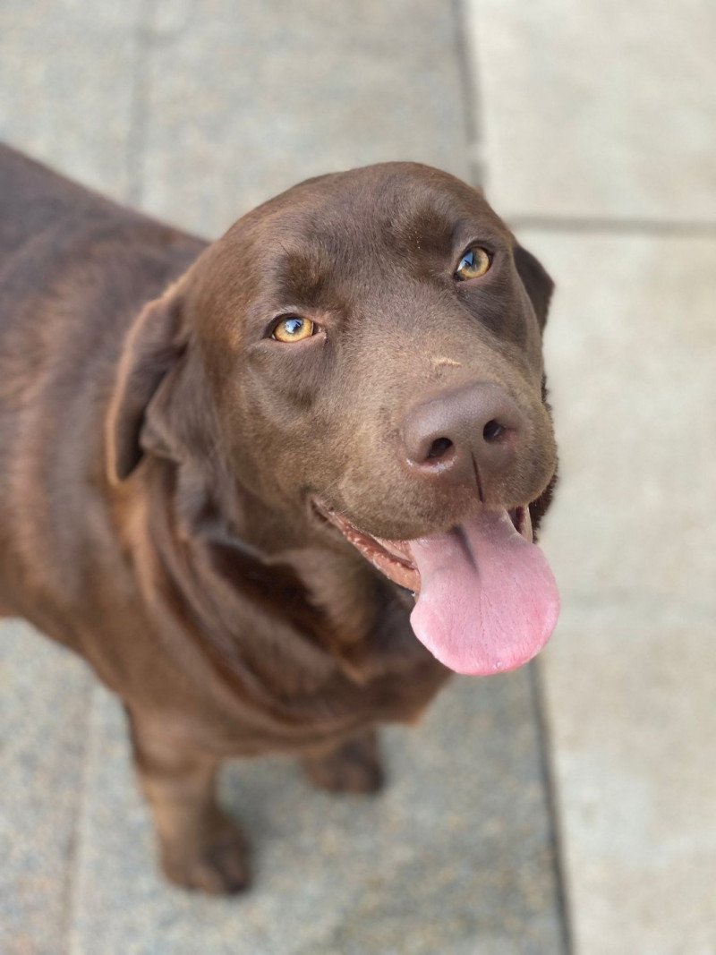 Rutabaga of Misty Dreams Femelle Retriever du Labrador