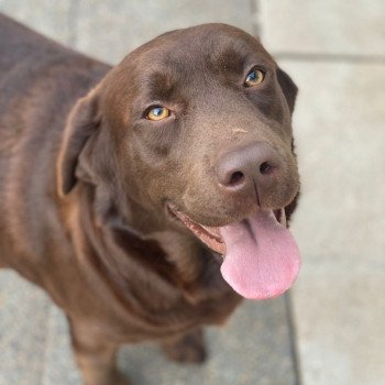 chien Retriever du Labrador chocolat Rutabaga élevage du Fond de la Noye